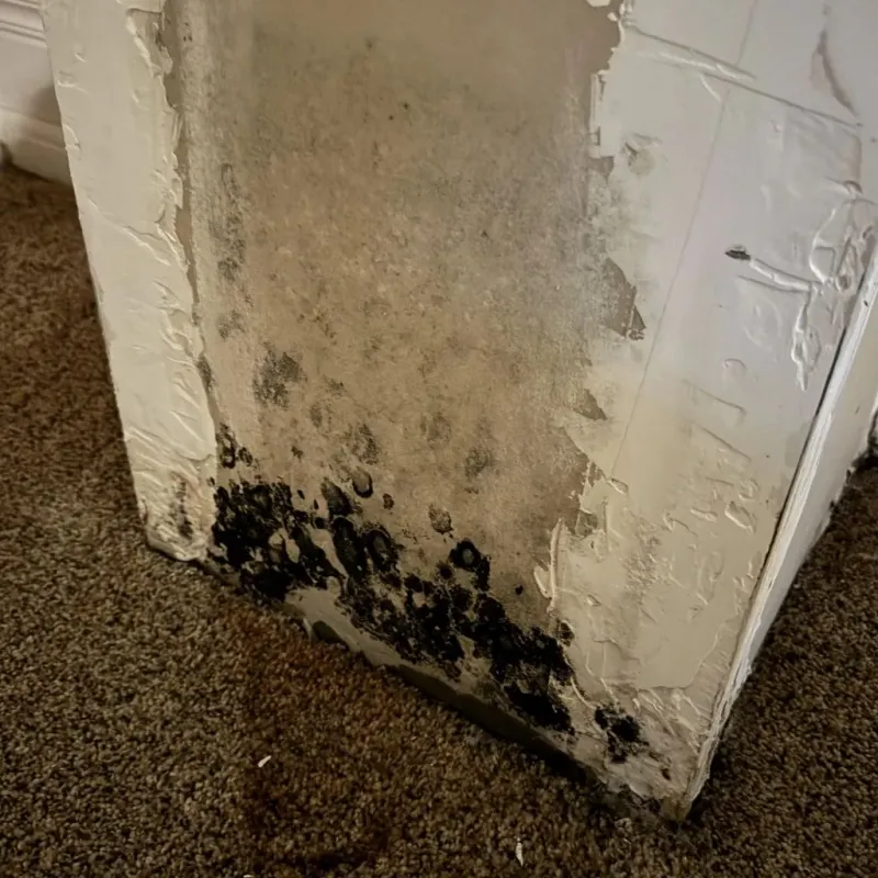 Professional Mold Removal in Albany, KY